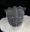 Arched Hollardops Trilobite - Foum Zguid #25798-3